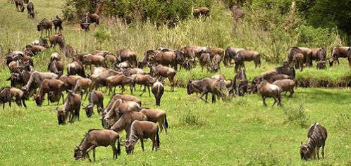 Mara River Lodge Aitong Bagian luar foto
